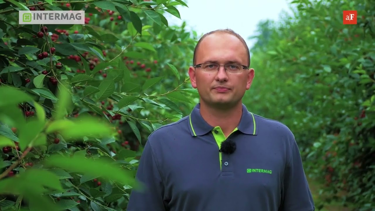 Akademia Nawożenia Intermag: cz. 9, wiśnie