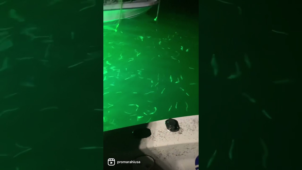 Fishing for Squid with Promar & Ahi USA 🦑 - Night Fishing