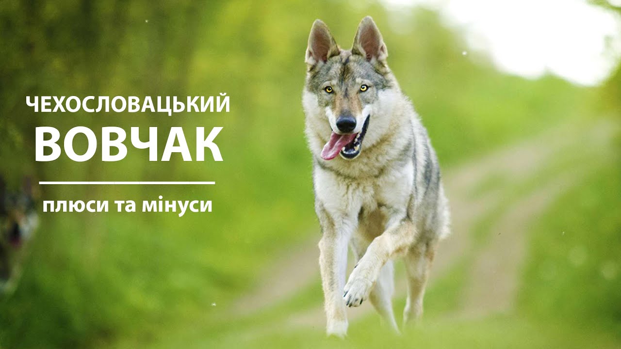 Чехословацький ВОВЧАК. Плюси та мінуси породи вольфхунд