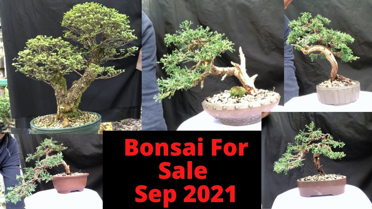 Bonsai For Sale September 2021