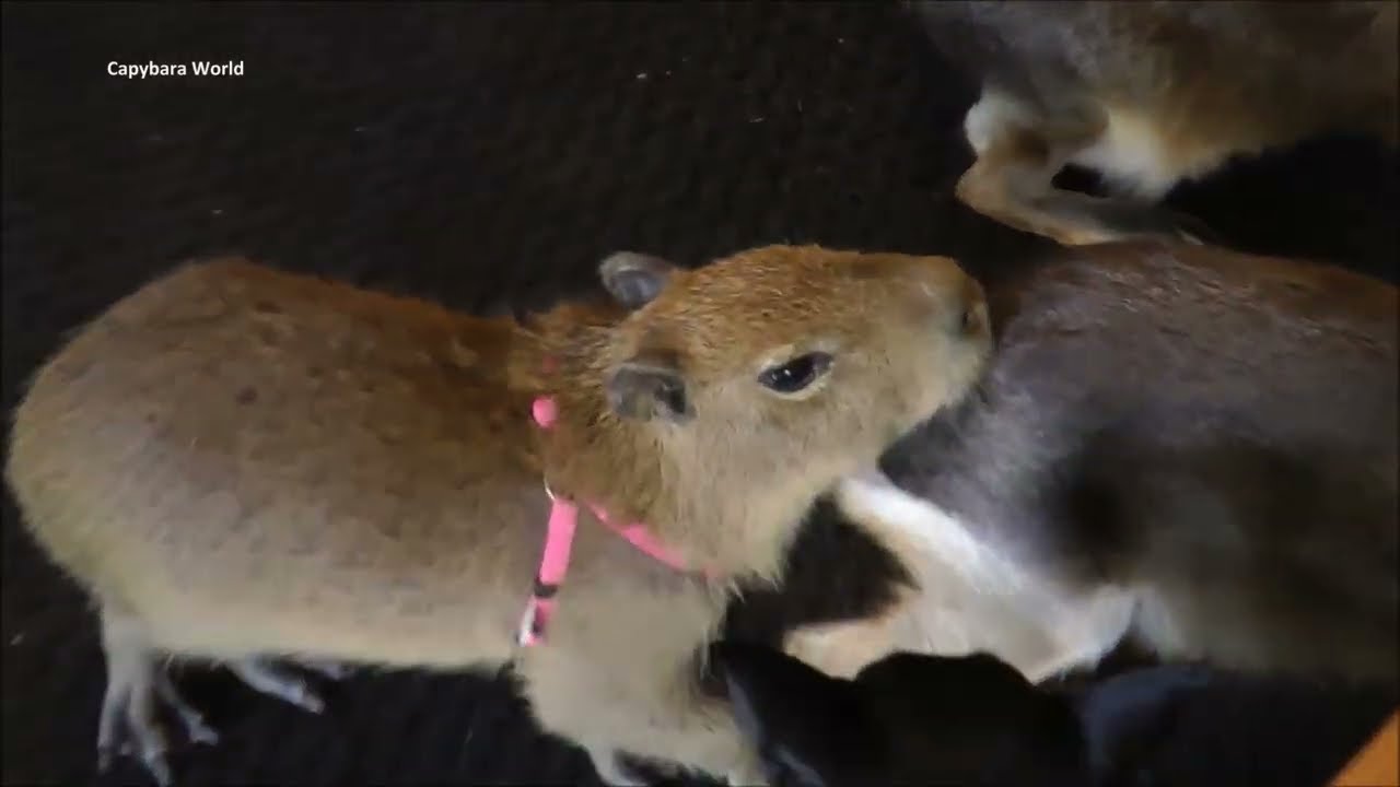 See How Other Animals React to a Baby Capybara