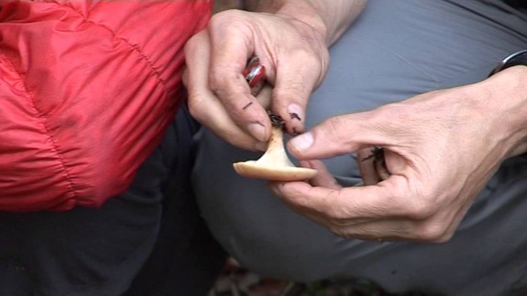 Lepista Flaccida @ Conoscere i funghi 29.10.2014