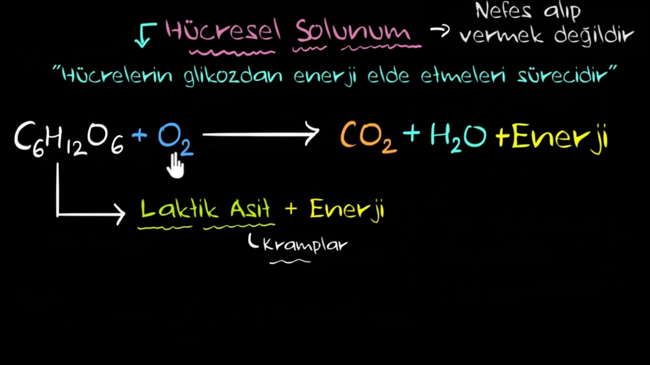 Aerobik (Oksijenli) ve Anaerobik (Oksijensiz) Solunum (Sağlık Bilgisi ve Tıp)