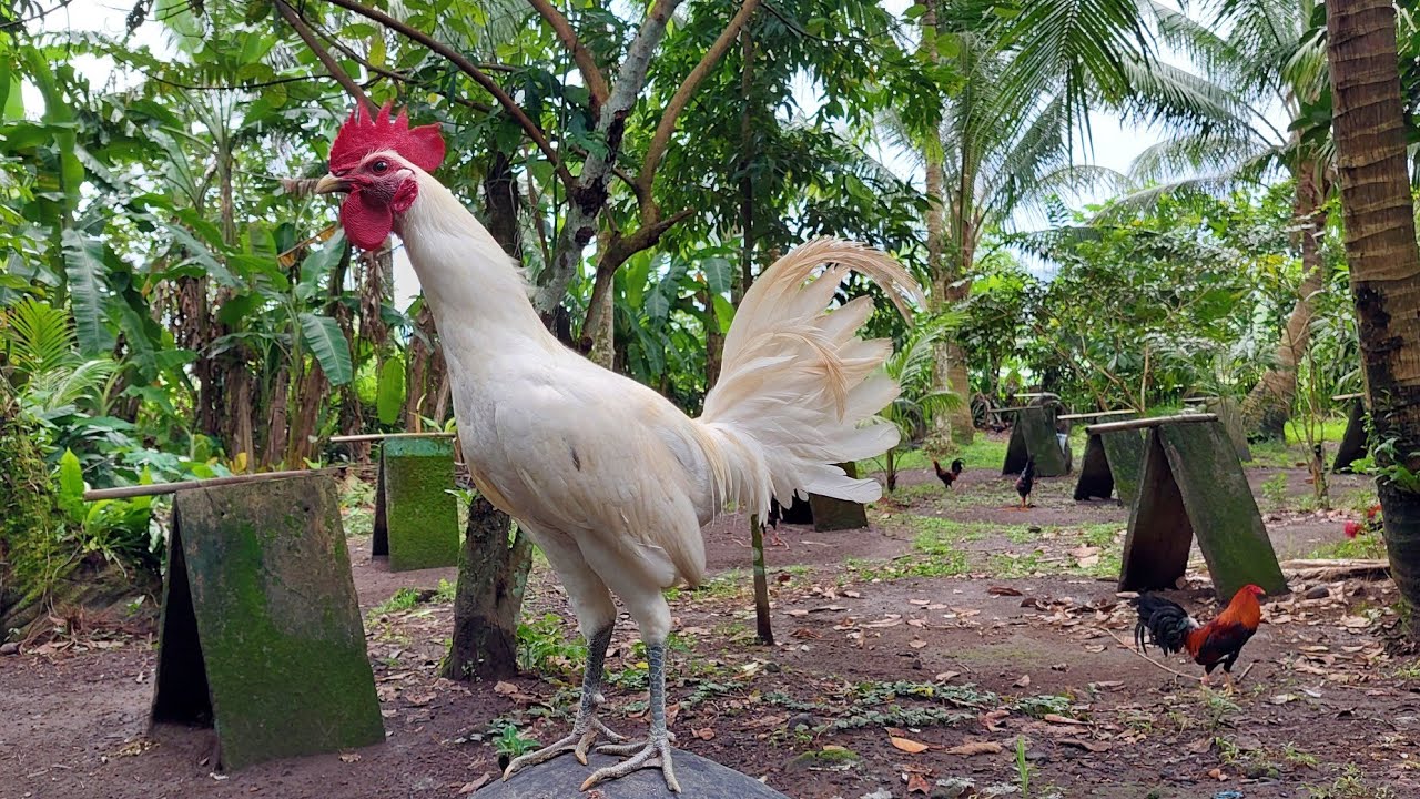 Gamefowl breeding as an  alternativ income.