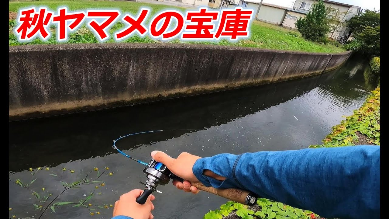 この用水路は秋ヤマメの宝庫です‼️