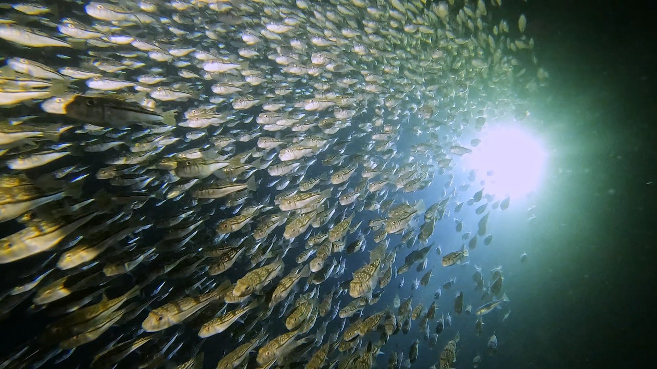 Woodman Point Night Dive - A Tornado of Fish