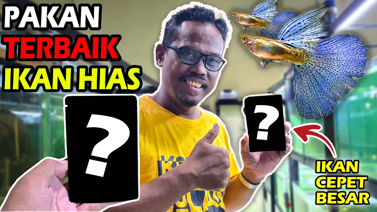 Pakan Terbaik Untuk Ikan Hias Agar Cepat Besar !! ( Artemia Decapsul By Fish Owner )
