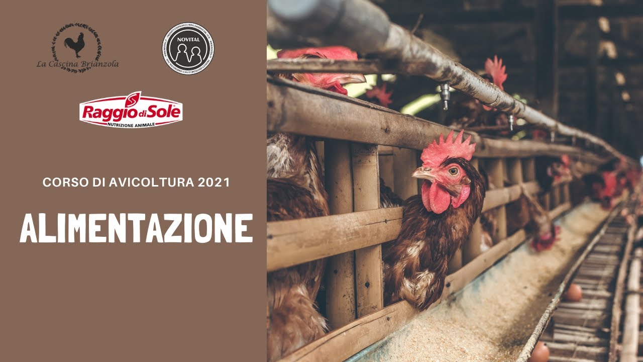Corso Avicoltura 2021 - Alimentazione
