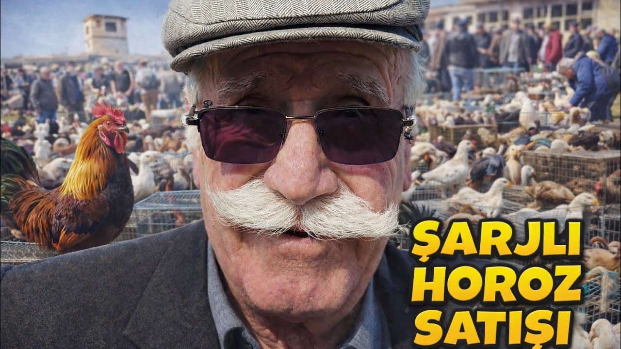 Suluova Tavuk Pazarında İnanılmaz Satış! ‘Şarjlı Horoz’ Hilesi'#tavukpazarı