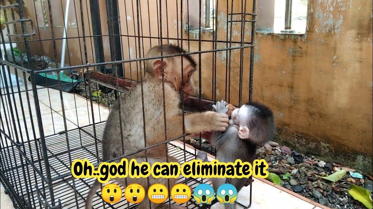 Mondi sunbathing after bathing...#babymonkey #monpai