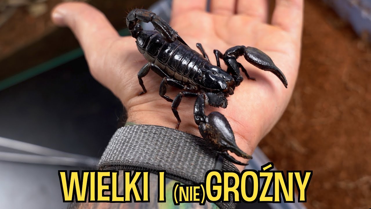 M&oacute;j NAJWIĘKSZY skorpion Heterometrus