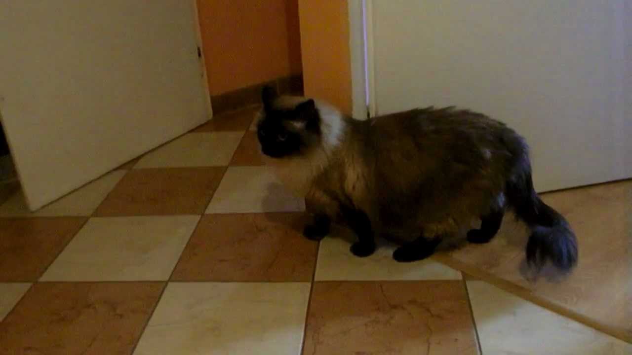 4 - letni kot syberyjski (siberian cat) Neva Masquerade
