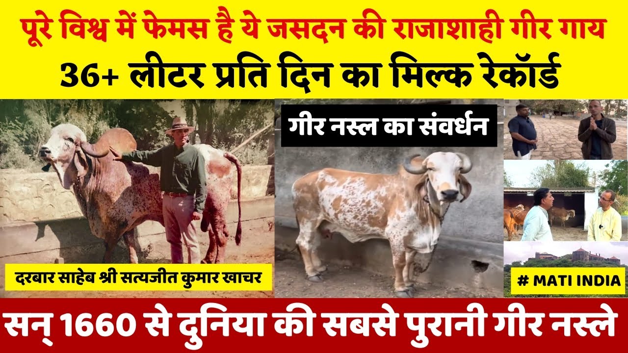 Brazil में क्रांति लाने वाले राजा की बेहतरीन गिर गौशाला👌Satyajit Khachar Jasdan #gosevak #goseva