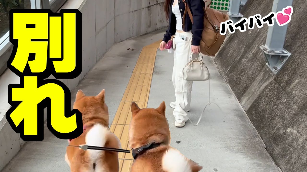 大好きな娘と離れ離れに…必死で追いかける柴犬姉妹が愛おしい