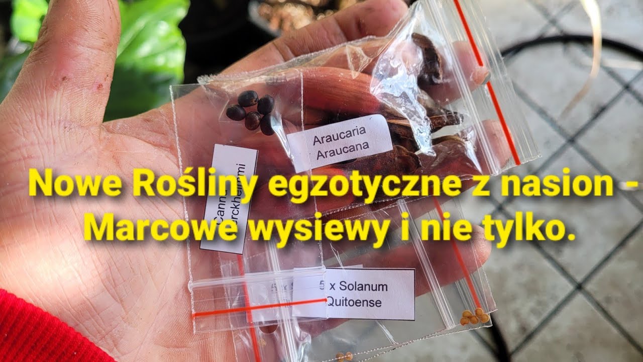 476#. Nowe Rośliny egzotyczne z nasion - Marcowe wysiewy i nie tylko.