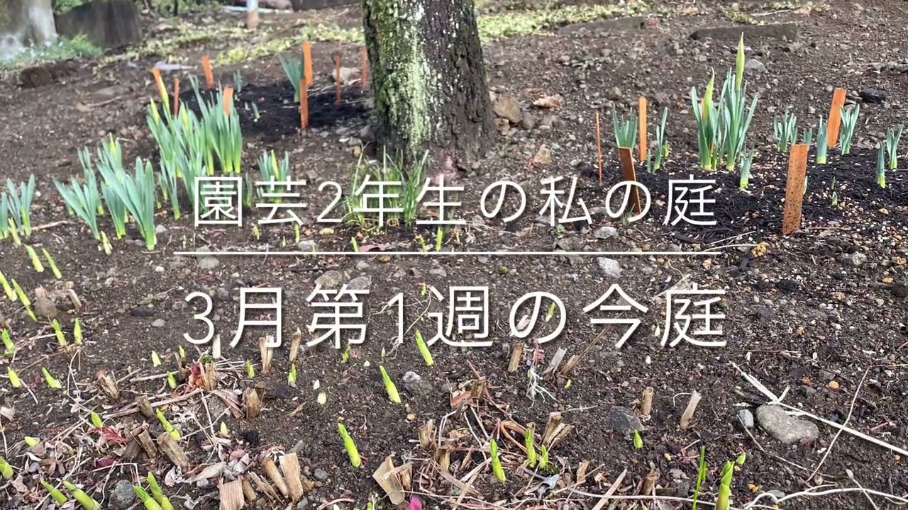 【私の庭】3月第1週の今庭