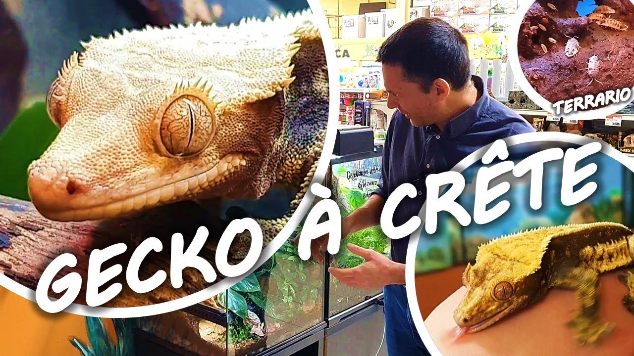 TUTO GECKO à CRÊTE chez Dyno.ca