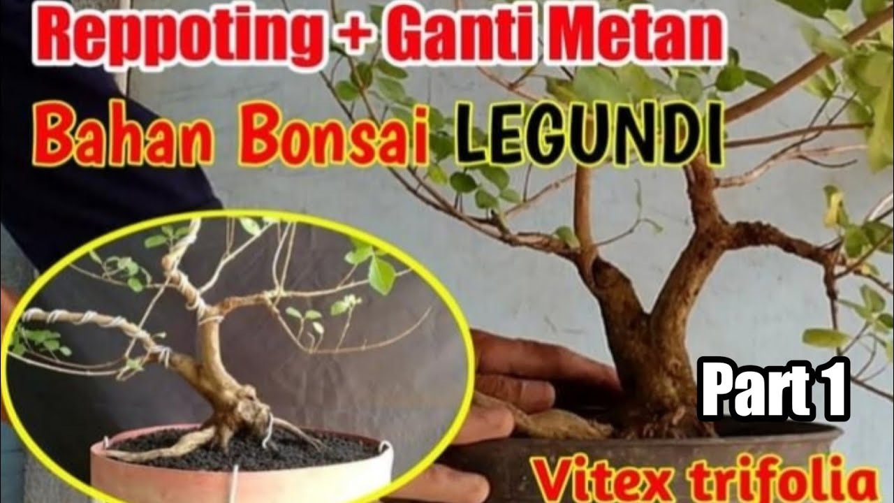 Program Bahan Bonsai LEGUNDI - Reppoting dan Ganti Media Tanam ( Part 1 )