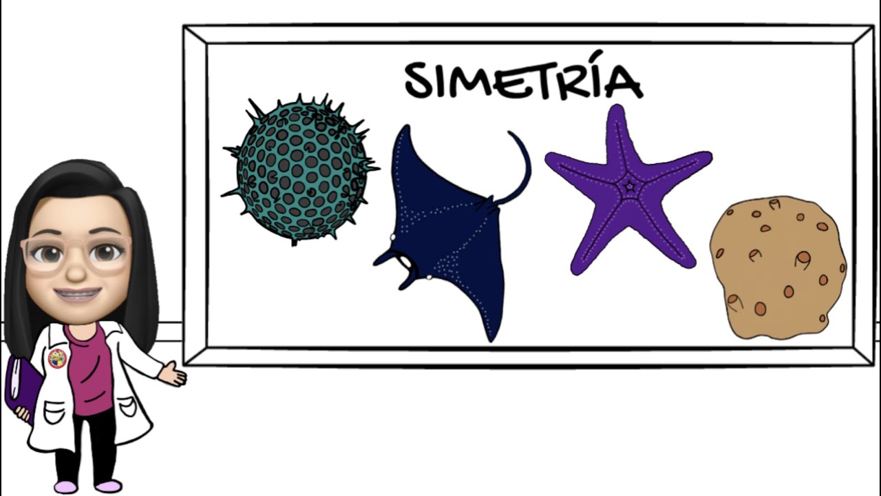 ¿Qué es la simetría corporal?