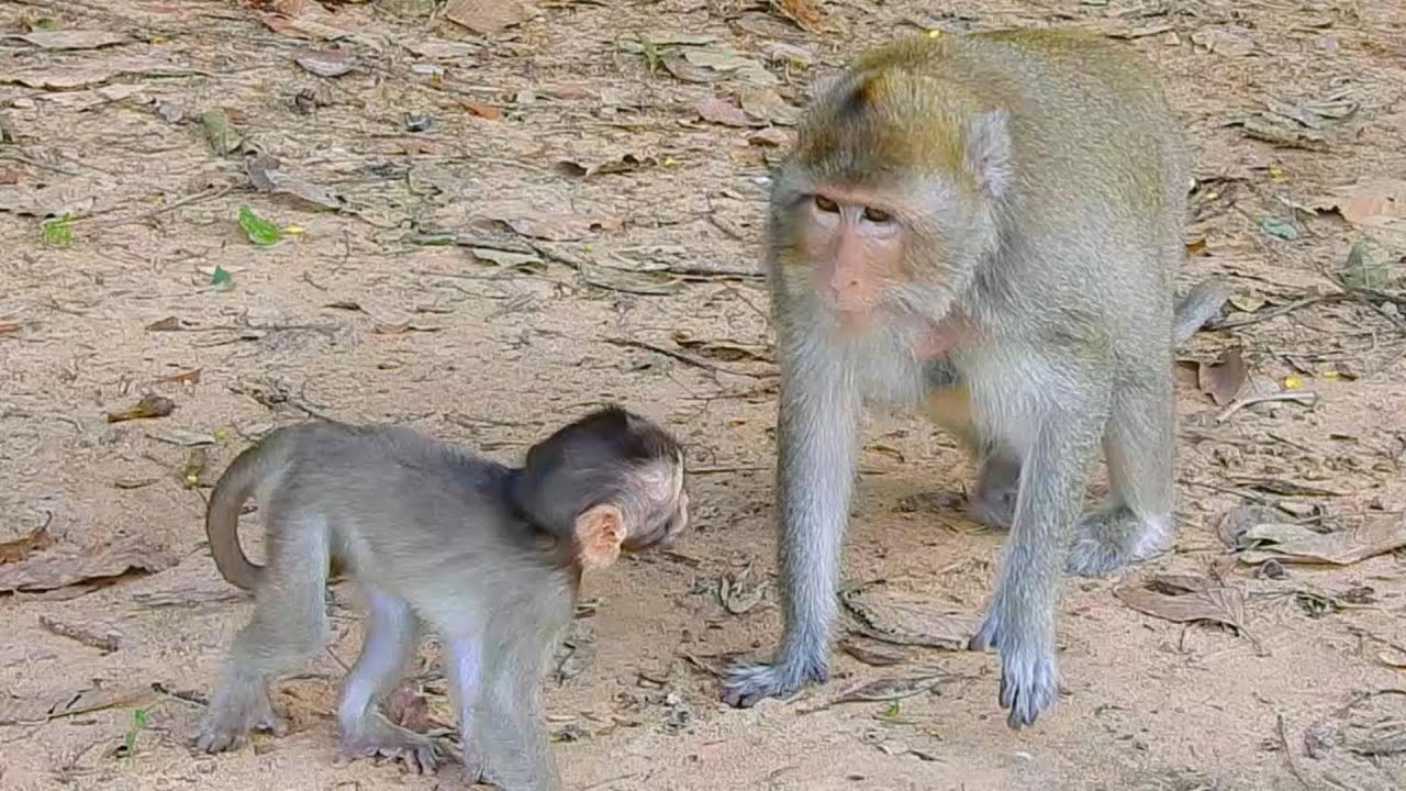 Aww Cute Baby Monkeys Videos Compilation | Funny and Cute Moment of the Monkeys - SVA daily life
