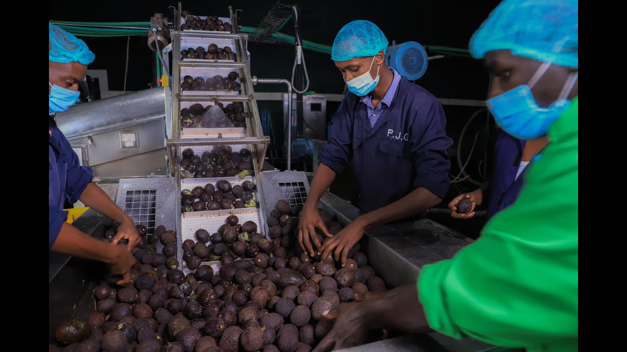 Olivado  EPZ- adding value to Avocado Fruit