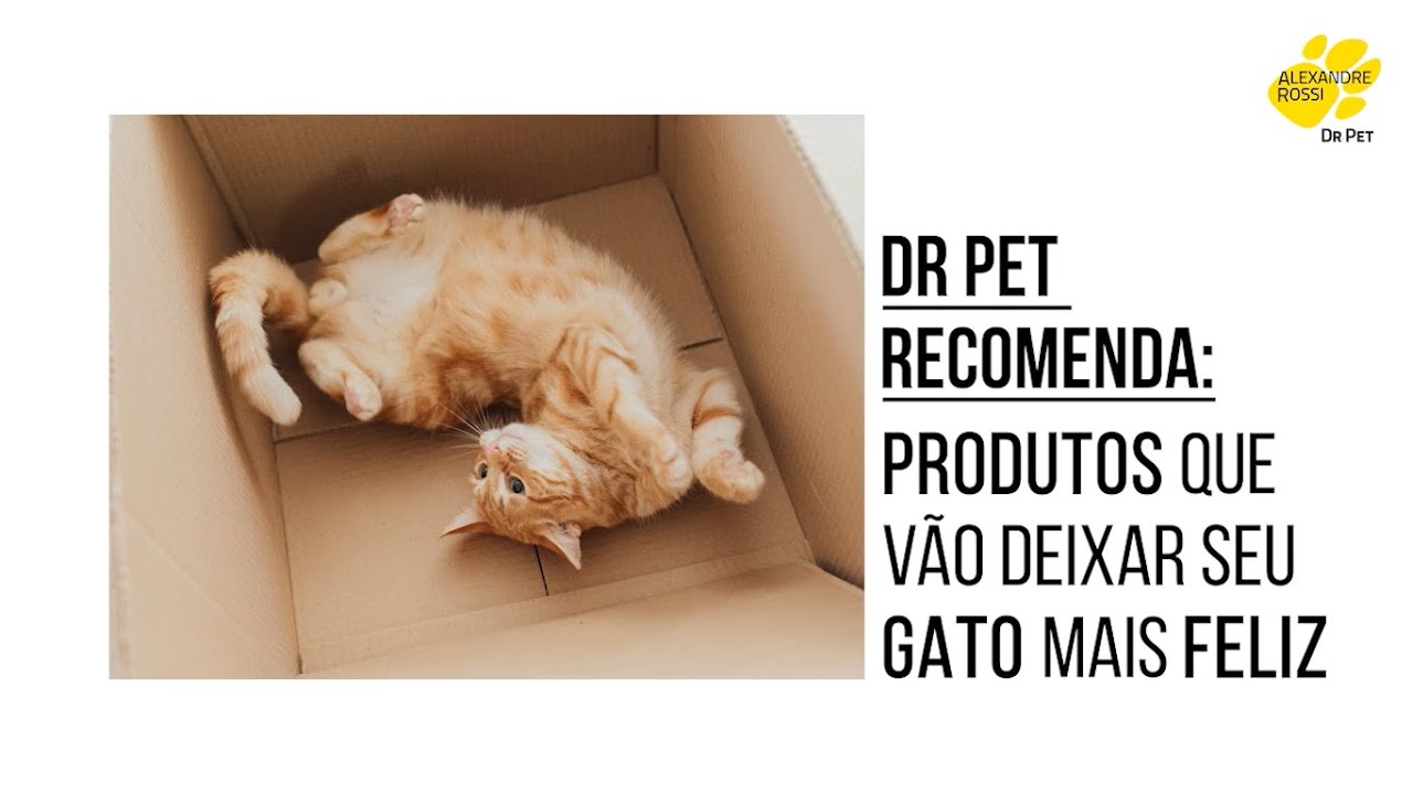 Dr Pet Recomenda: PRODUTOS que v&atilde;o deixar seu GATO mais FELIZ