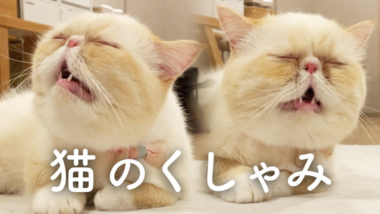 エキゾチックショートヘアのくしゃみと、負けられない戦い。