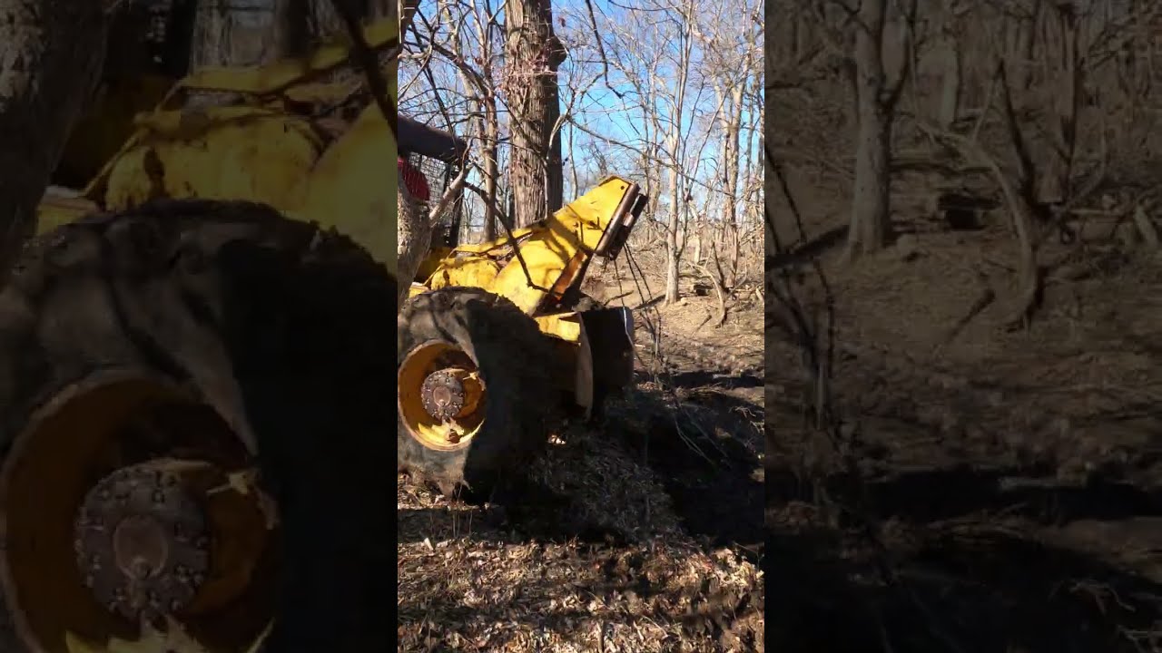 Week Shots - International S8 and lots of tree felling action