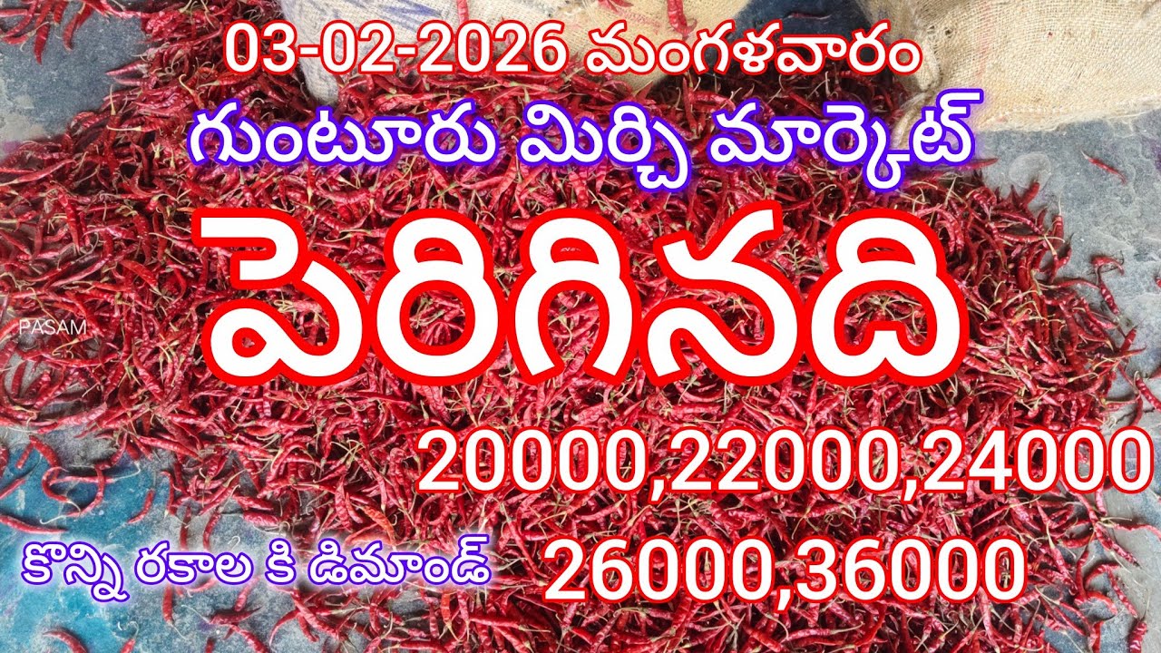 03-02-2026 గుంటూరు మిర్చి మార్కెట్ రేట్లు. Today Guntur Mirchi Market Rates 