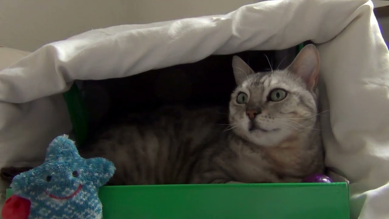 Luna Sleepy Midday in a Box 🐱☀️ | Quiet Cat Nap in the Kitchen