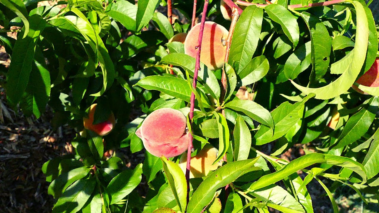 HUGE GROWTH + FRUIT SET 2022 | Backyard Orchard