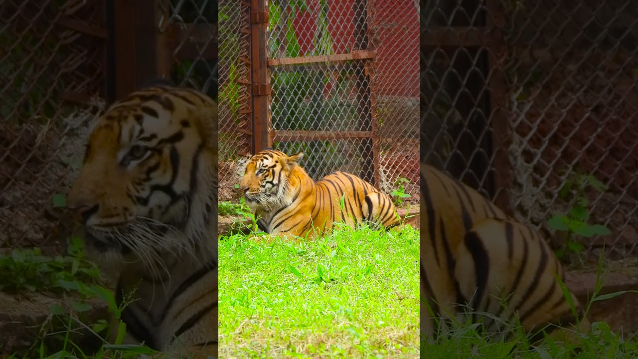 Understanding Tiger Habitat Loss: Causes and Consequences