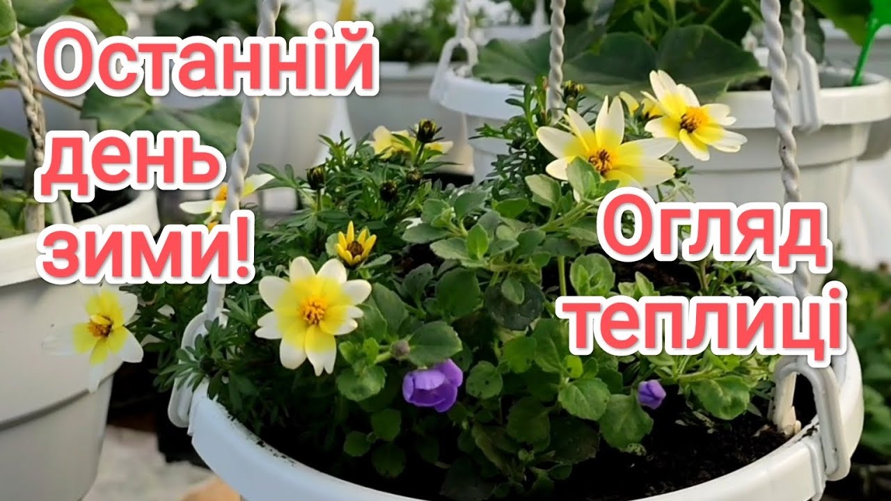 Огляд зимової теплиці в останній день зими.