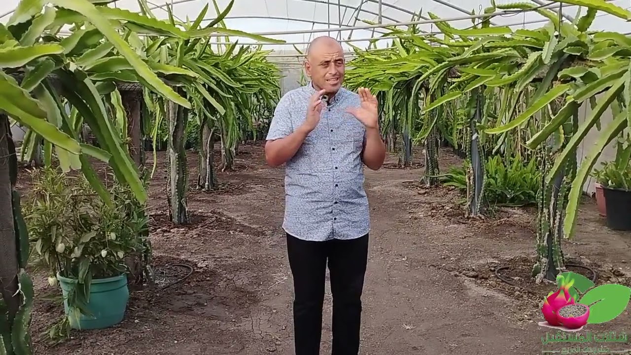 دراجون المستقبل | الدراجون فروت والتغيرات المناخية