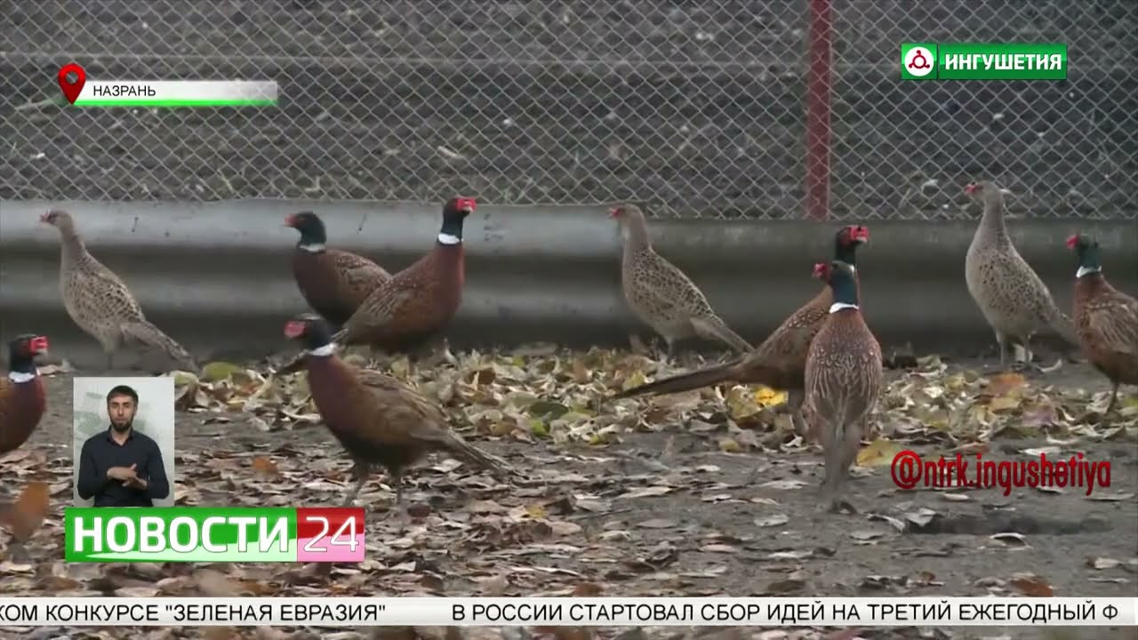 Ингушский фермер Багаудин Могушков разводит кавказских фазанов