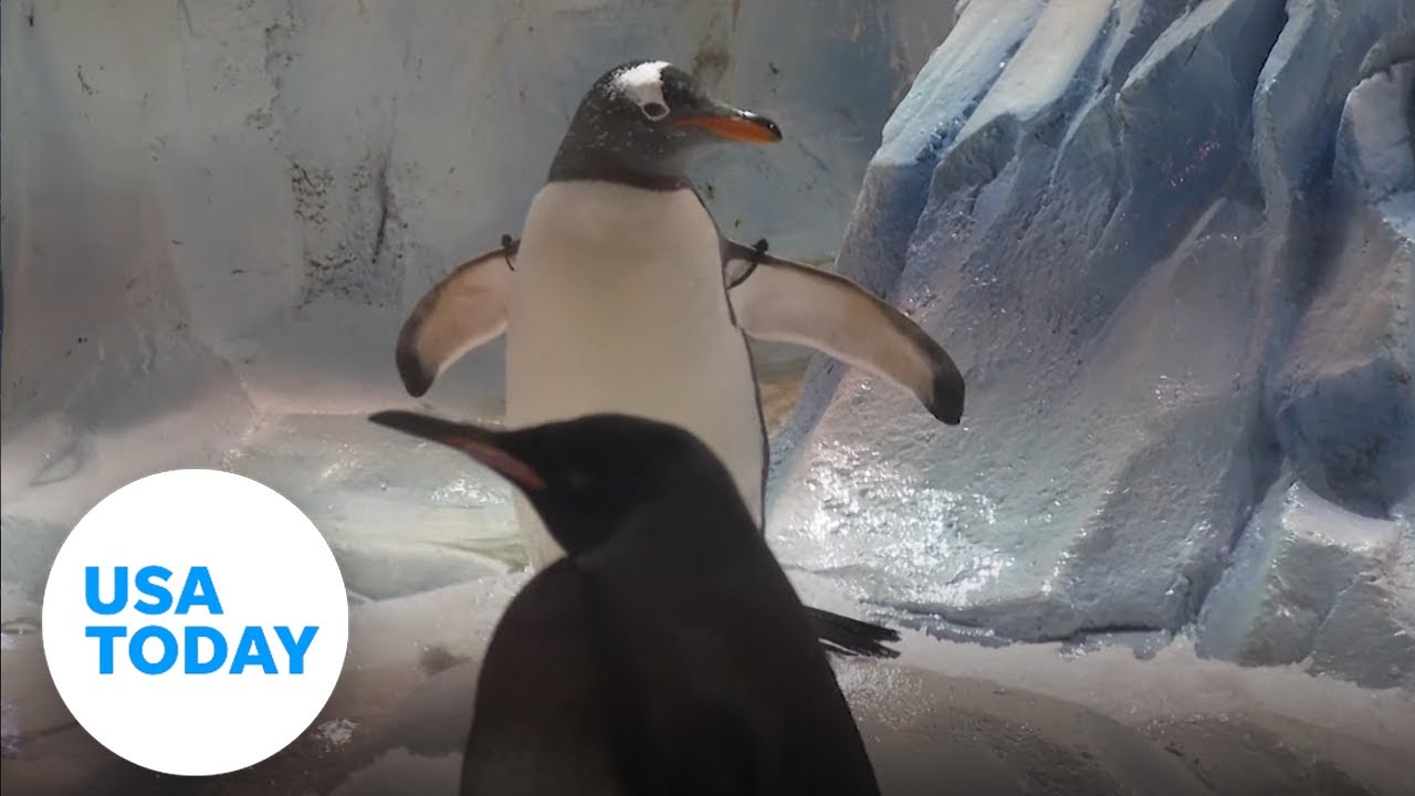 Adorable penguins welcome back visitors at Detroit Zoo | USA TODAY