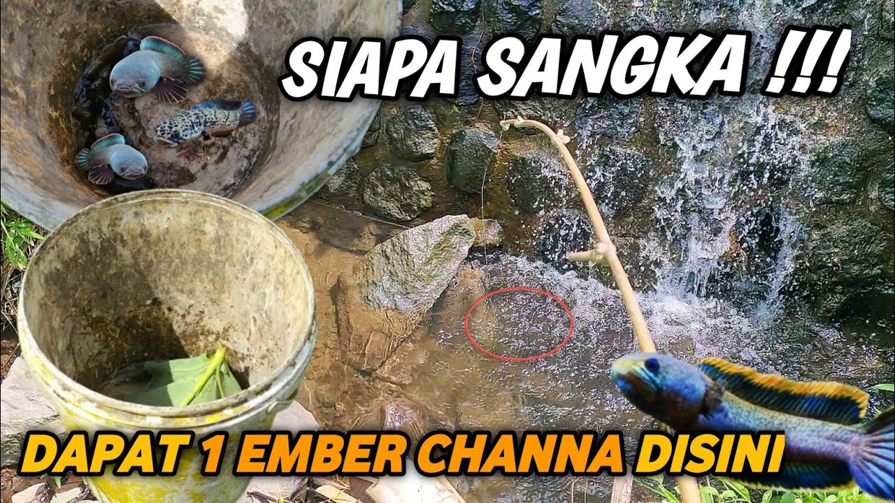SIAPA SANGKA !!! Ternyata Di Spot Dekat Air Terjun Banyak Channa Limbata