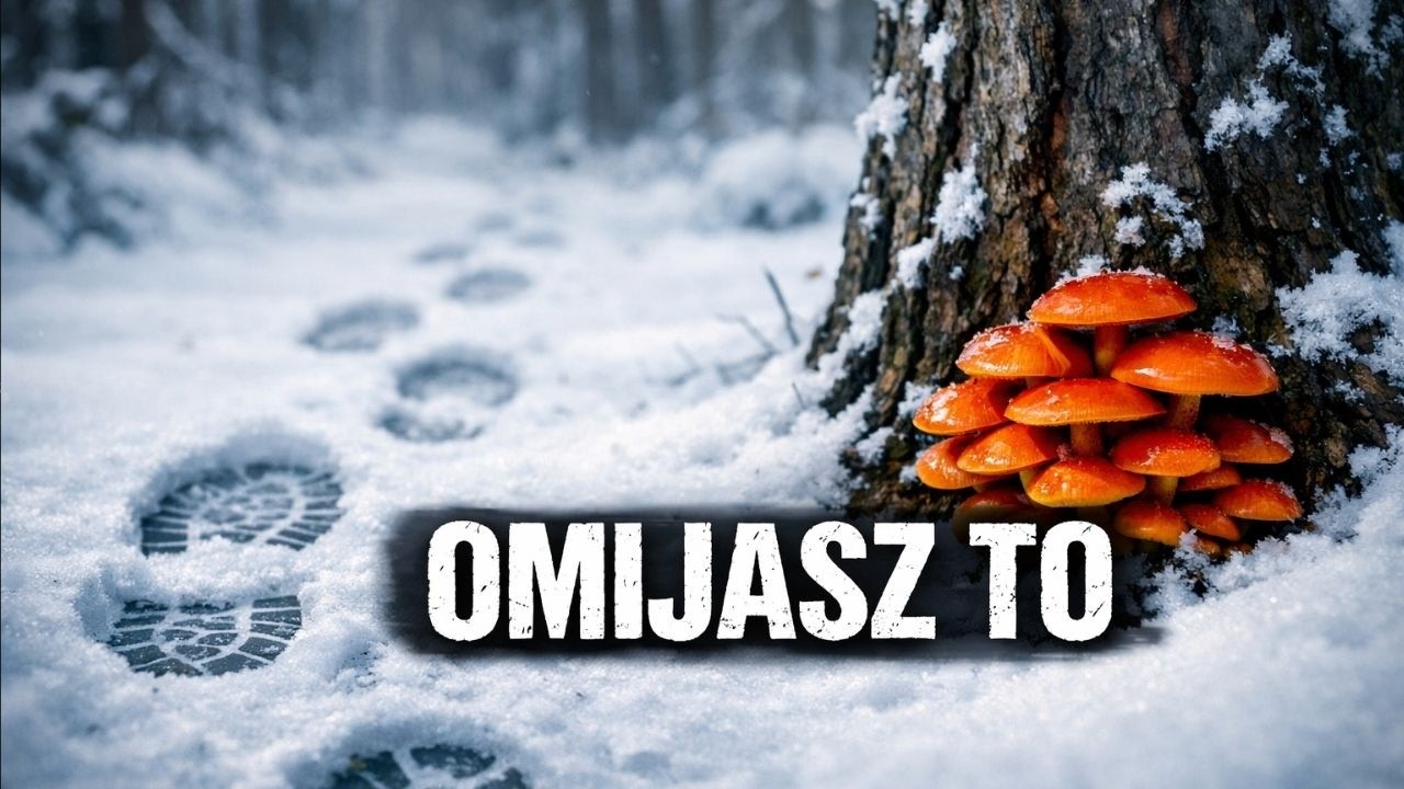 SZOK! Te 3 grzyby rosną TERAZ w Polsce – jak je znaleźć?