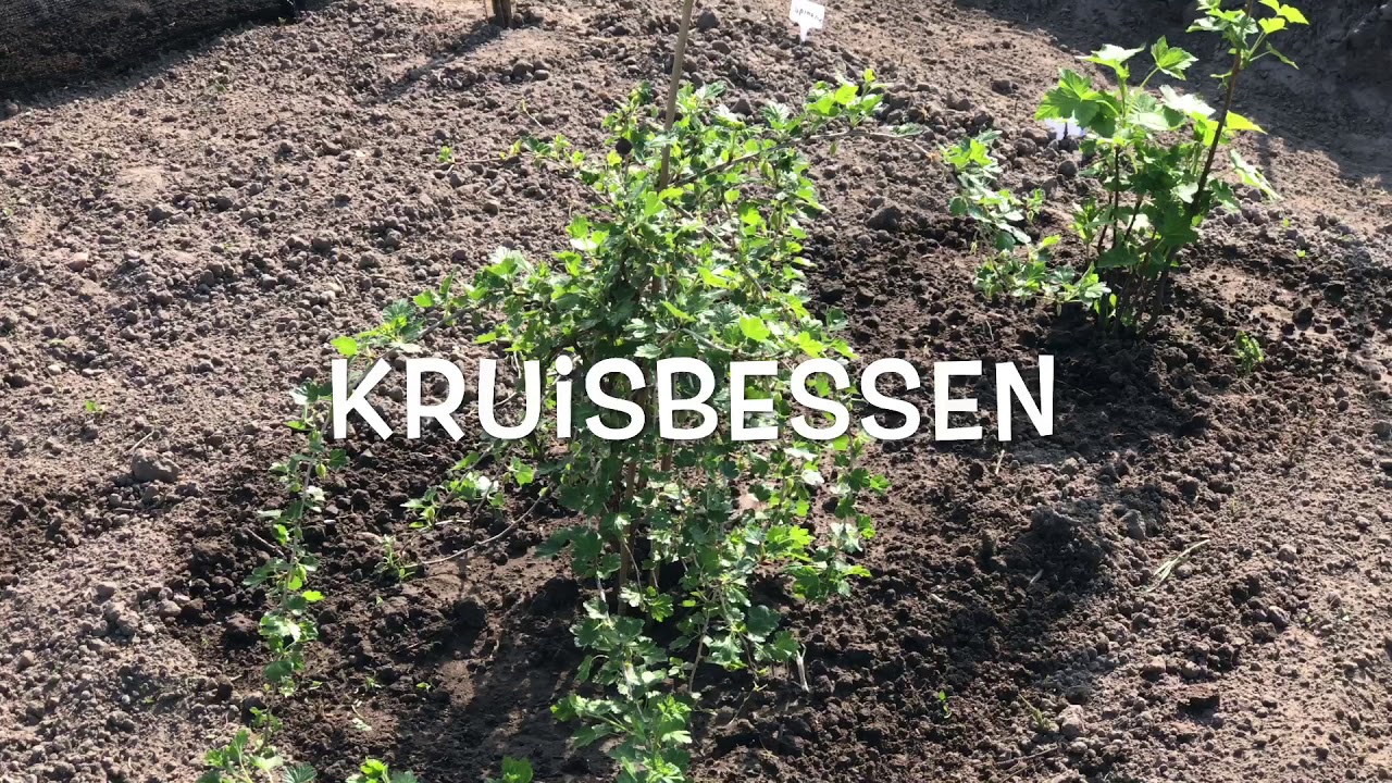 Moestuin