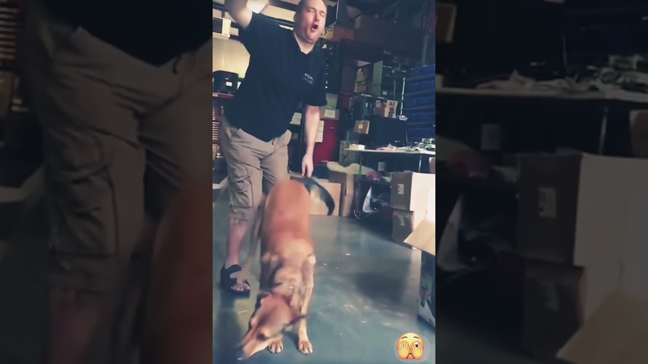 Dog kicking Balls | Funny Shorts | Comedy Skit #viralshorts