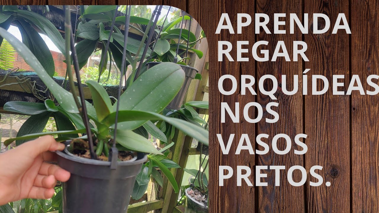  Como saber a hora de regar as orquídeas nos vasos pretos? 