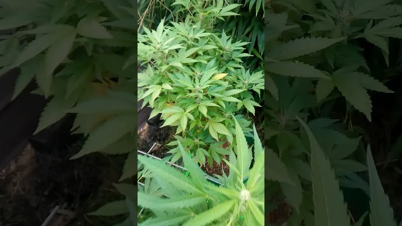 WHITE WIDOW & AFGHAN BIG BUD NZ GROW