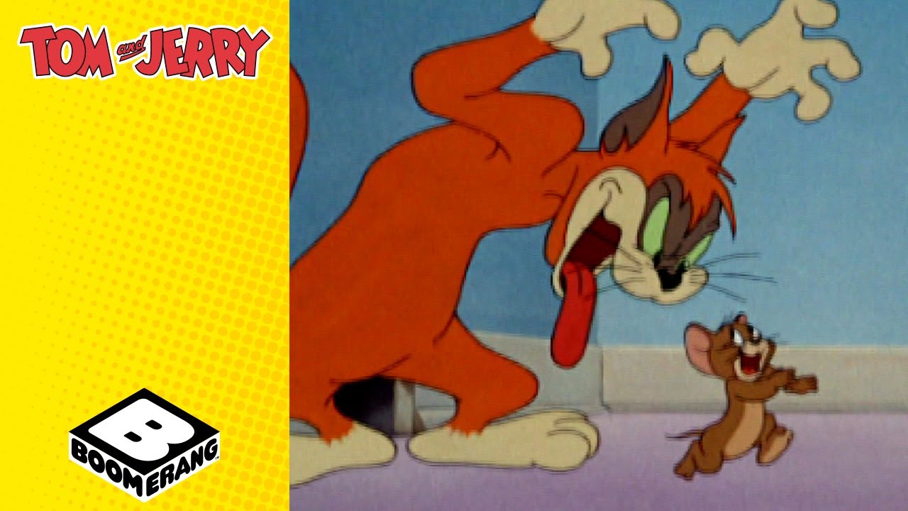New Cat In Town | Tom and Jerry | @BoomerangUK