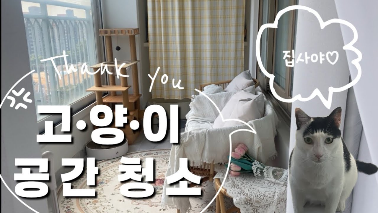 매미소리와 함께하는 고양이 공간 청소하기 🐈  | 매미소리 주의 ☀️| 공사소리 주의 🚨| 청소브이로그 | vlog | clean with me | 현실청소 |