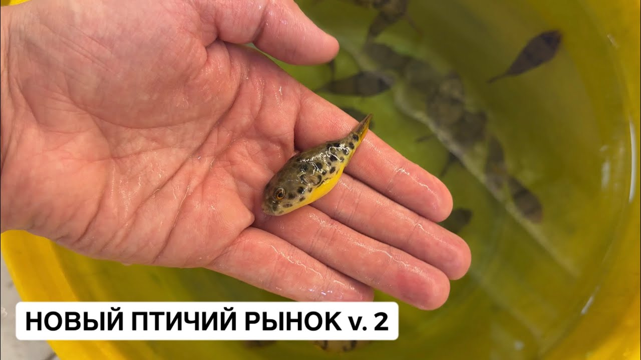 Птичий Рынок 2025 / Обзор павильонов часть 2 / Первый раз подвело оборудование 