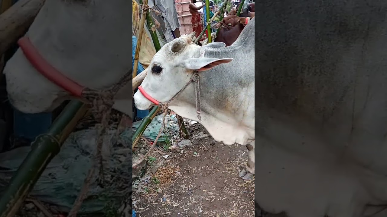 Cow #গরু #cow #goru #done #cowfarm #nad #trending #subscribe #agriculture #youtube #bangladesh #bd