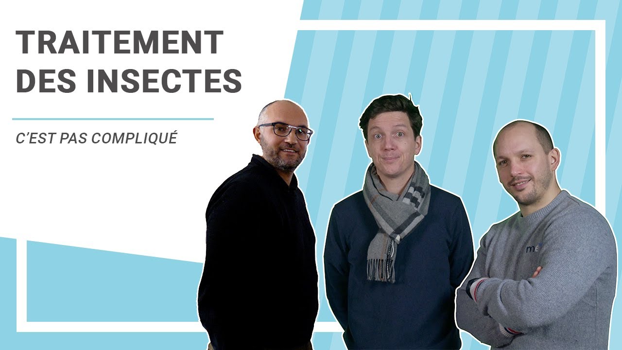 Les insectes nuisibles dans une vente immobilière - C'est Pas Compliqué !