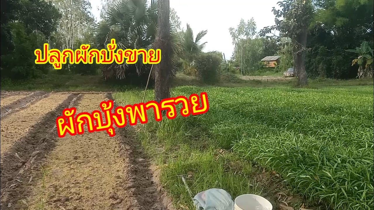 อาอิ๋งยูทูป #สวนยายตุ๊ปลูกผักบุ้งขาย หน้าฝน 28/7/67