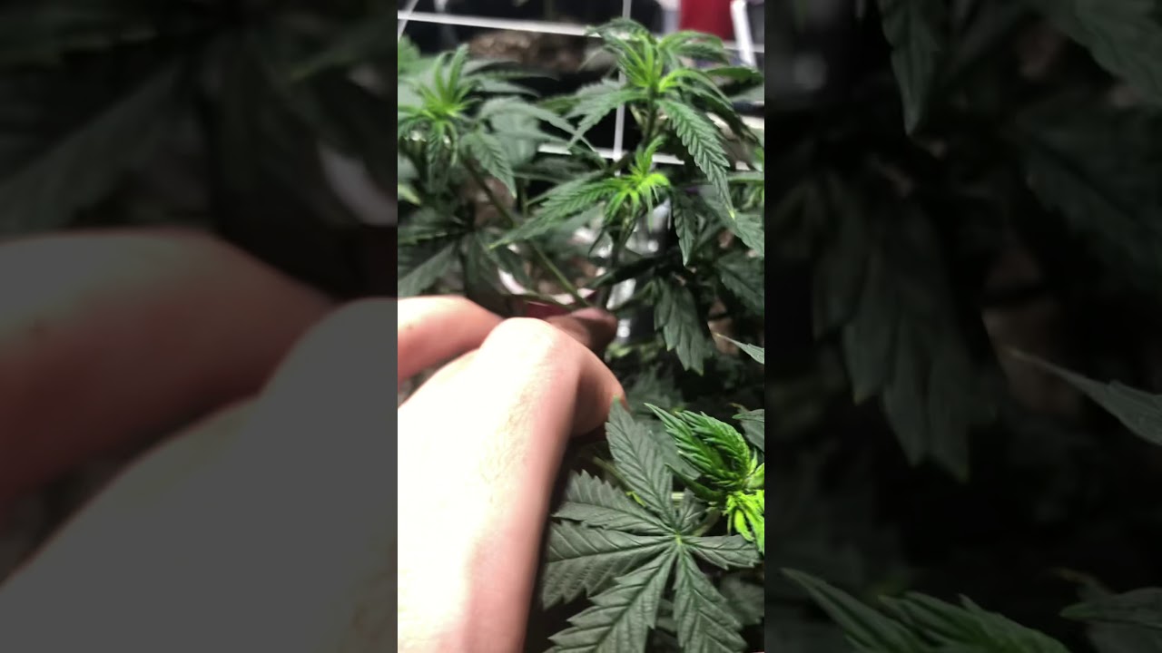 Just Top Your Plants 