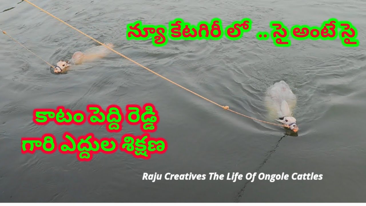 ఈత కొడుతున్న కాటం పెద్దిరెడ్డి గారి ఎద్దులు Ongole bulls
